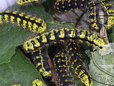 Павлиноглазка малая 005